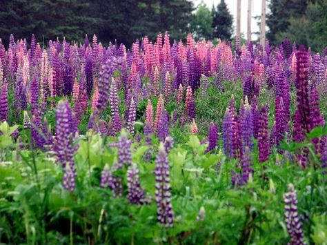 maine's wild flowers | Maine Lupines...Some Kind Of Pretty Wild Flowers. Maine Lupines, Maine Flowers, Houlton Maine, Flower Tats, Flower Tat, Northern Maine, Maine Living, Box Garden, Bird Images