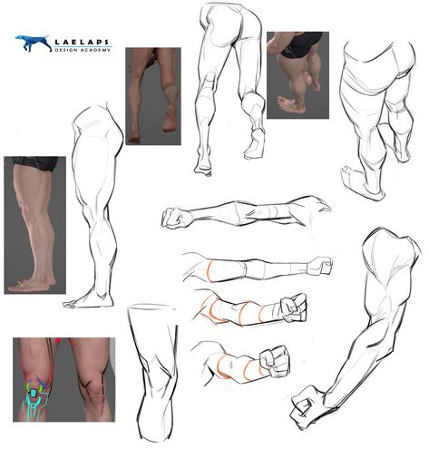 Tb Choi Anatomy, Posing Drawing, Muscle Morph, Tb Choi, Arm Anatomy, Leg Anatomy, Anatomy Studies, Drawing Legs, 3d Anatomy