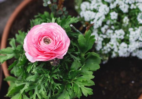 Why Ranunculus Grow Best In Pots | Horticulture Magazine How To Grow Ranunculus In Pots, Growing Ranunculus In Pots, Ranunculus In Containers, Ranunculus Companion Plants, Potted Ranunculus, Ranunculus In Pots, Growing Ranunculus, Ranunculus Garden, Plant Tips