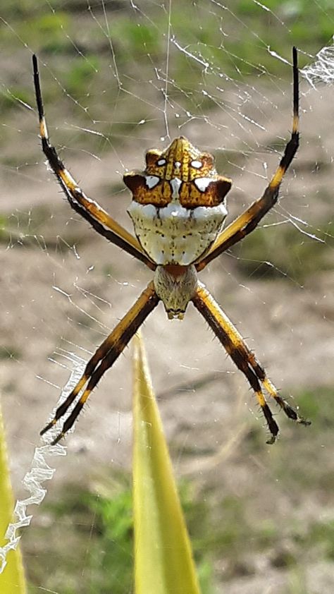 Silver Garden Orbweaver from Maya Sunset Workshop on January 12, 2020 at 01:14 PM by Jorge Castellanos · iNaturalist Spiders Astethic, Spider Asethic, Spider Aethstetic, Australian Huntsman Spider, Bird Eater Tarantula, Garden Spider, Animal Study, Arachnids, Find Picture