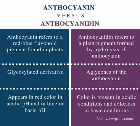 Purple Corn, Types Of Red, Plant Structure, Blue Plants, Blue Pigment, Similarities And Differences, What Is The Difference Between, Red Color, Red And Blue