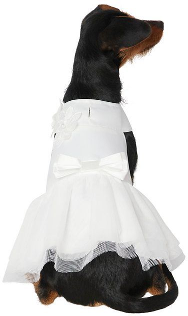 Wedding Dress For Dog, Dog Bridesmaid Dress, Dog Wedding Dress Pets, Dogs Outfits, Formal Dog, Dog Wedding Attire, Dog Wedding Dress, Gold Armor, Dog Outfits