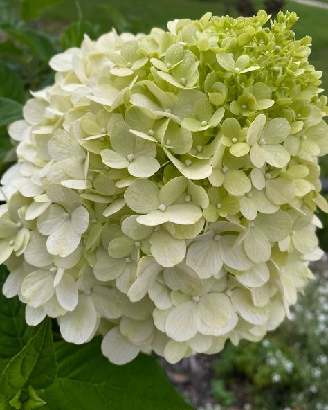 My limelight hydrangea tree is finally blooming 🙌🏻 • • • It has been such a struggle trying to get them to grow nicely and keeping them from burning especially during this heat 🥵. She’s so lovely 🥰 #limelighthydrangea #hydrangeas #florida #zone9b #garden#flowers Zone9b Garden, Limelight Hydrangea Tree, Hydrangea Limelight, David 8, Hydrangea Tree, Flower Reference, Types Of Hydrangeas, Limelight Hydrangea, Flower Identification