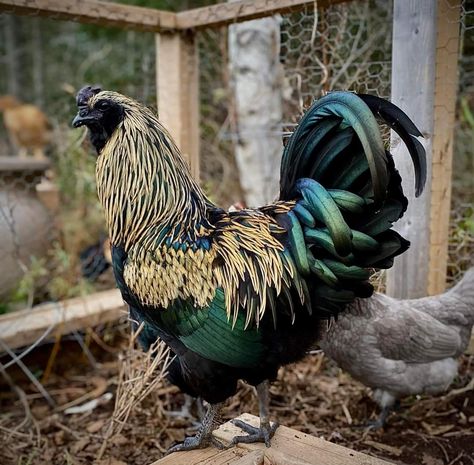 Unique Chicken Breeds, Chickens Photos, Exotic Chickens, Australorp Chickens, Chicken Colors, Pretty Chickens, Brahma Rooster, Breeds Of Chickens, Beautiful Rooster