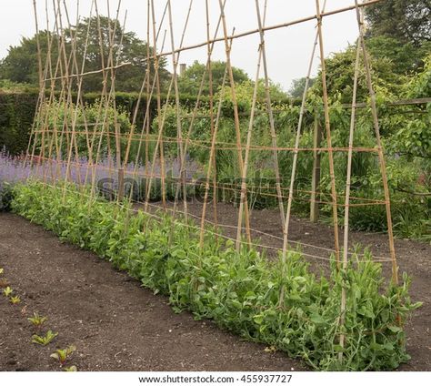 Permaculture, Pea Trellis, Sweet Pea Plant, Growing Sweet Peas, Growing Peas, Garden Obelisk, Sweet Pea Flowers, Allotment Gardening, Pea Flower