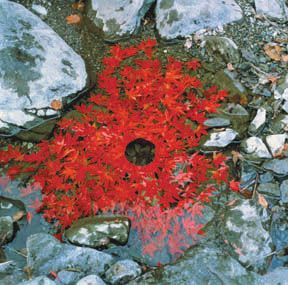 Art Corner — Andy Goldsworthy by Ruth | The Secret Life of Buddhafield Ephemeral Art, Andy Goldsworthy, Nature Artists, Earth Art, Wow Art, Outdoor Art, Land Art, Environmental Art, Pics Art