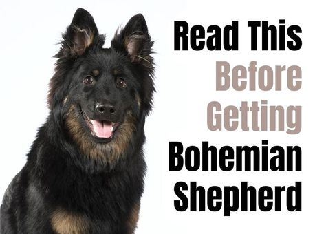 7 Things To Know Before Getting A Miniature American Shepherd Puppy Bohemian Shepherd Dog, Bohemian Shepherd, Sheepdog Breeds, Miniature American Shepherd, American Shepherd, Best Dogs For Families, Demolition Derby, Clever Dog, Funny Shorts