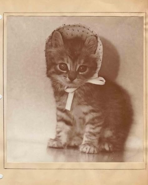 Cat Photos Aesthetic, Cat Corner, Jewelry Pics, Drawing Cats, Silly Cats Pictures, Old Cats, Cat Photography, Silly Cats, Vintage Cat