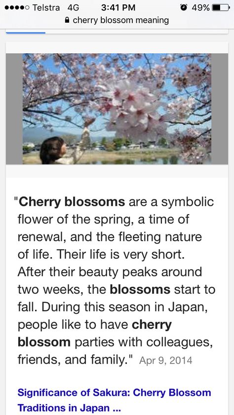 Cherry blossom meaning Meaning Of Cherry Blossom, Sakura Flower Meaning, Sakura Meaning, Cherry Blossom Symbolism, Red Cherry Blossom Tree, Cherry Blossom Meaning, Tree Meanings, Tree Tattoo Meaning, Cherry Blossom Party