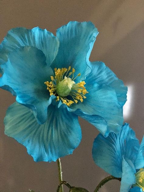 Himalayan Blue Poppy, Wallpaper Flower, Blue Poppy, Unusual Flowers, Beautiful Flowers Pictures, Flower Art Painting, Exotic Flowers, Poppy Flower, Flower Images