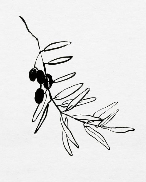 Olive Plant Illustration, Botanical Ink Drawing, Olives Drawing, Drawing Plants And Flowers, Olives Illustration, Olive Drawing, Flower Ink Drawing, Olive Illustration, Olive Branch Design