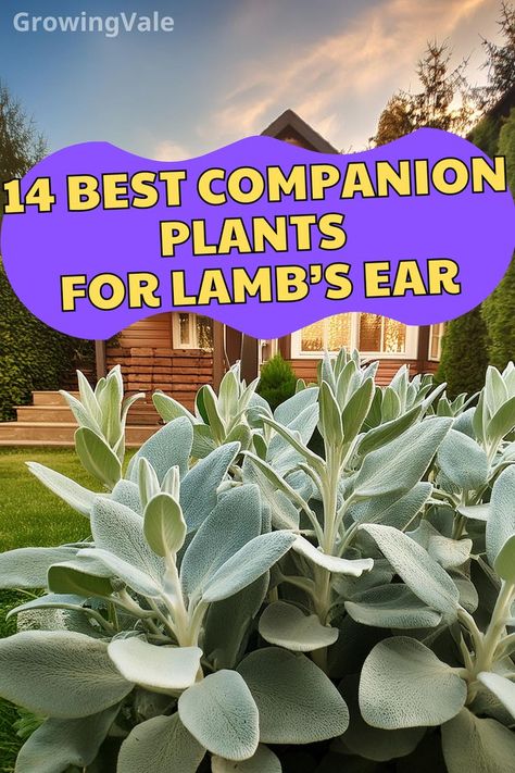 Lambs Ear Companion Plants What To Plant With Lambs Ear, Lambs Ear Companion Plants, Lambs Ears Plants, Lambs Ear Border, Lavender And Lambs Ear, Landscaping With Lambs Ear, Lambs Ear Landscaping Border, Lambs Ears, Catmint Companion Plants