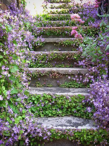 Ground Cover Flowers, Taman Air, Backyard Shade, نباتات منزلية, Garden Stairs, Flowers And Greenery, Garden Stepping Stones, Cottage Garden Design, Backyard Vegetable Gardens