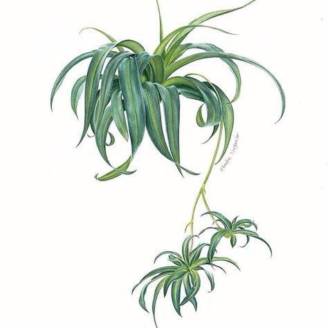 Would you fancy painting of leaves as much as flowers? ☺️ The spider plant. 1 of 5 illustrations for Süddeutsche Zeitung Magazin.  #botanicalart #botanicalillustration #botanical #illustration #painting #plant #floral #flowers #winsorandnewton #fabriano #watercolor #watercolour #eunikenugroho Pants Painting, Spider Ideas, Shop Mural, Tattoo Spider, Fancy Painting, Plants Tattoo, Succulent Tattoo, Plant Doodle, Botanical Fashion