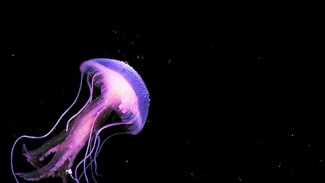 Ocean Gif, Fish Gif, Deadly Creatures, Pink Jellyfish, Cnidaria, Princess Jellyfish, Blue Jellyfish, Twitter Header Pictures, Aesthetic Gif