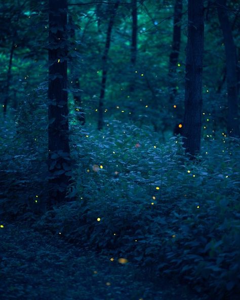 Aesthetic Fireflies, Same Energy, Night Forest, Tumblr Aesthetic, Magic Forest, Forest River, Magical Forest, Dark Forest, Nature Aesthetic