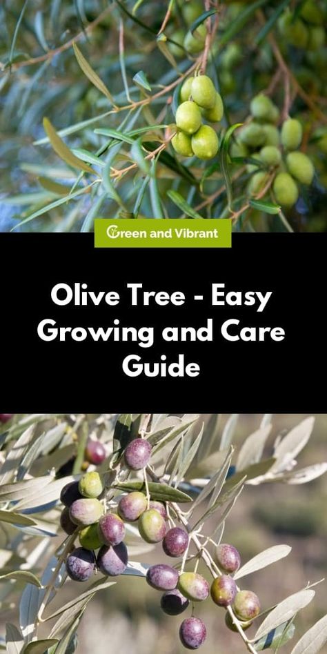 Growing Olive Trees In Pots, Adobe Garden, Pruning Olive Trees, How To Grow Olives, Urban Orchard, Olive Tree Care, Olive Farm, Grow Seeds, Growing Olive Trees