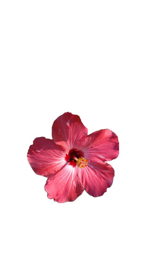 Hibiscus Flower Wallpaper Aesthetic, Skateboard Wall Art, Jelly Wallpaper, Wallpaper Iphone Summer, Cute Laptop Stickers, Flower Icons, Phone Inspiration, Halloween Makeup Easy, Nothing But Flowers