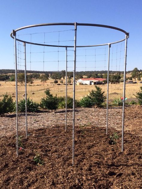 10 Ways to Transform a Trampoline Recycled Trampoline, Old Trampoline, Outdoor Movie Screen, Pergola Diy, Rose Arbor, Backyard Trampoline, Best Trampoline, Outdoor Theater, Garden Arbor