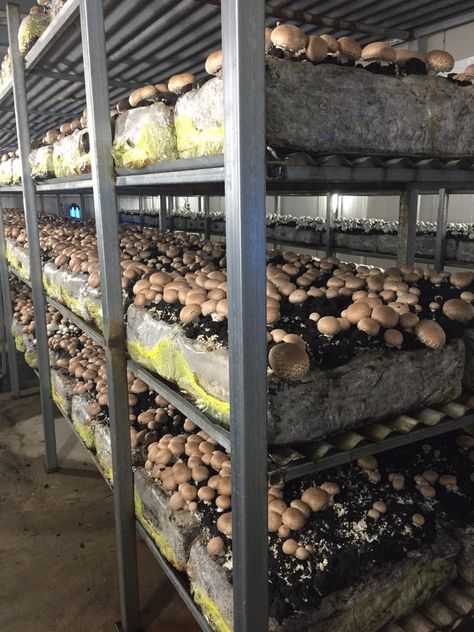 Mushroom Farming Business, Mushroom Business, Mushroom Farming, Mushroom Farm, Farming Ideas, Growing Mushrooms At Home, Mushroom Kits, Mushroom Cultivation, Garden Mushrooms