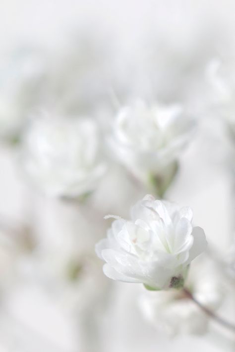 Tiny white flower | WillemijnB | Flickr White Astethic, White Floral Aesthetic, White Flower Aesthetic, White Flowers Background, White Flowers Aesthetic, White Flowers Wallpaper, Iphone Minimalist Wallpaper, White Flower Background, White Mage