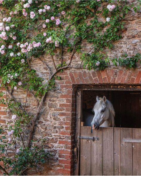 Countryside Life, Happy Farm, Herbaceous Border, Last Ride, Home Garden Design, Rural Life, English Countryside, Country Gardening, From Instagram