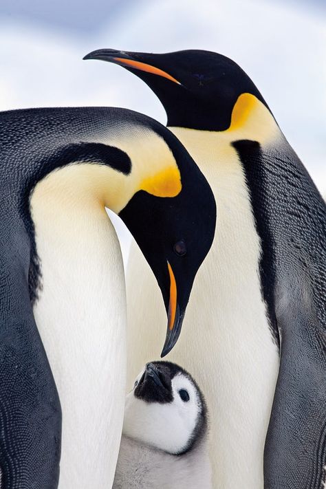 Nature Photography Animals, National Geographic Animals, Regard Animal, Animal Photography Wildlife, Penguin Family, Wild Animals Photography, Best Nature Images, Wildlife Pictures, Rare Birds