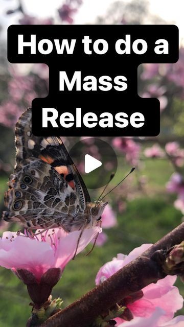 Live butterfly releases for weddings/events on Instagram: "Everything you need to know about how to do a mass release. #butterfly #massrelease #butterflyrelease" Releasing Butterflies At Wedding, Black Butterfly Wedding, Butterfly Release Wedding, Releasing Butterflies, Butterfly Release, Butterfly Wedding, Business Ideas, Wedding Events, Wedding Engagement