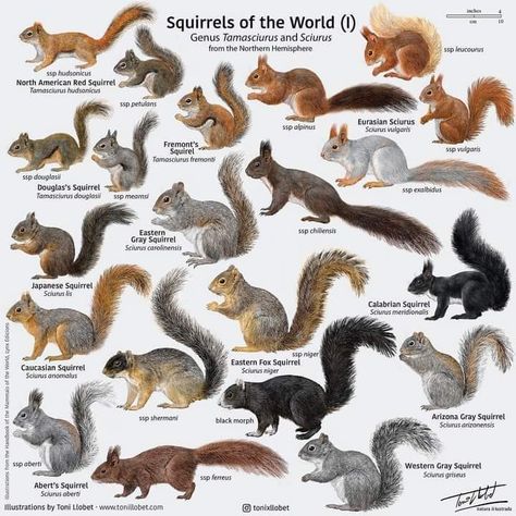 Squirrel Species, Squirrel Appreciation Day, Animal Infographic, Pig Breeds, Squirrel Pictures, Animal Tracks, Animal Science, Animal Species, Animal Facts