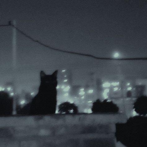 Cat Asthetics Photos Dark, Aesthetic Black Cat Pfp, Widget Board Aesthetic, Irl Pfp Aesthetic, Cat Shadow Aesthetic, 300x300 Spotify Covers Dark, Pfp For Tiktok Aesthetic, Black And White Space Aesthetic, Night Aesthetic Pfp