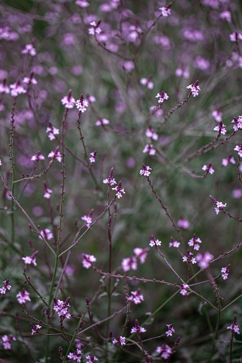 Verbena Officinalis Bampton, Verbena Bampton, Verbena Officinalis, Most Popular Flowers, Herbaceous Border, Home Grown Vegetables, Perennial Border, Seed Catalogs, Garden Greenhouse