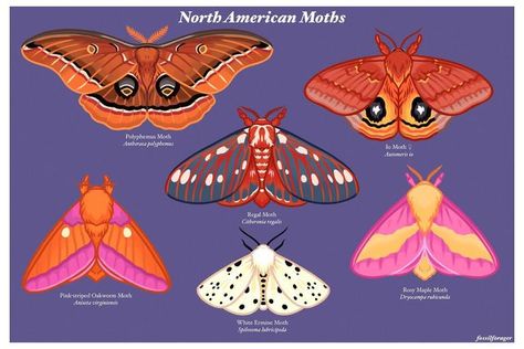 Fuzzy Moth, Stickers Illustration, Moth Species, Cute Moth, North American Animals, Moth Art, Bug Art, Moth Tattoo, What Is Your Favorite