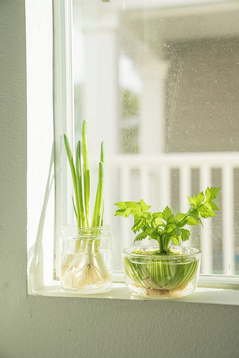 Windowsill Herbs, Extended Window Sill For Plants, Window Sill Herbs, Window Sill Extender For Plants, Window Seal Herb Garden, Herb Window, Regrow Green Onions, Window Herb Garden, Front Door Entrance