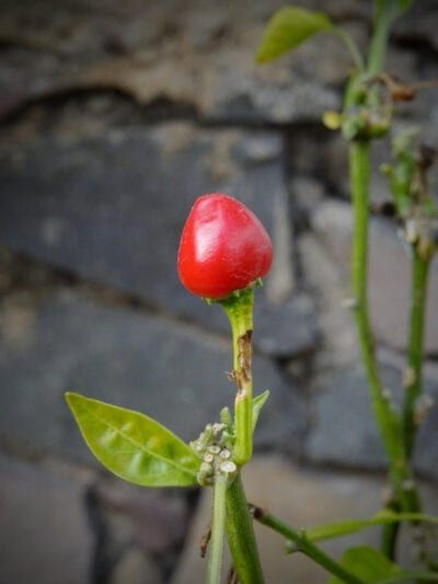 Chili Pequin, Chili Pepper Plant, Names Of Birds, Pepper Plant, Stuffed Peppers Turkey, Pepper Tree, Compost Tea, Vegetable Garden Diy, Hot Peppers