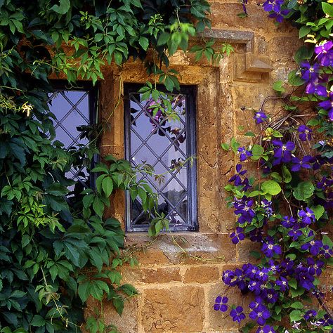 Blue clematis climbing on a Cotswold cottage, England Window Boxes, An Open Window, Cottage Windows, Flowers Growing, Beautiful Windows, Window View, Climbing Plants, Open Window, Through The Window