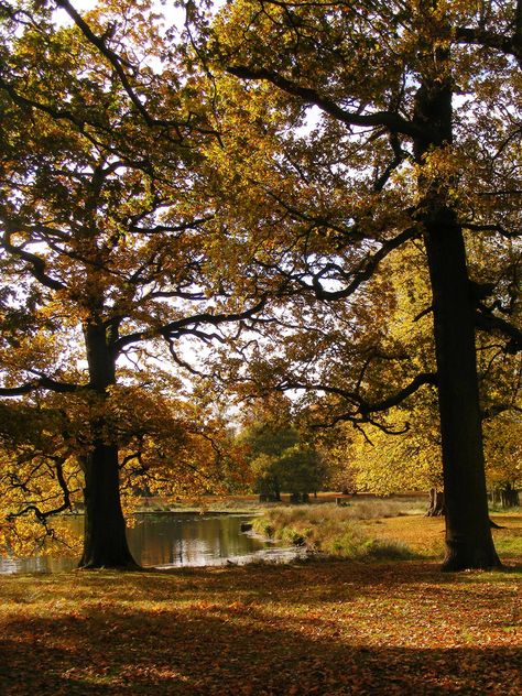 Park at Dunham Massey in autumn Dunham Massey, Nanny Dog, West England, Stately Homes, Dog Walks, Manor Houses, English Heritage, Country Houses, Big House