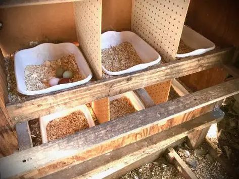 5 Important Ways To Use Herbs Around Your Chickens Chicken Coop Designs Diy, Cute Chicken Coops, Chicken Coup, Chicken Nesting Boxes, Chicken Tractors, Backyard Chicken Farming, Coop Ideas, Animal Ideas, Chicken Life