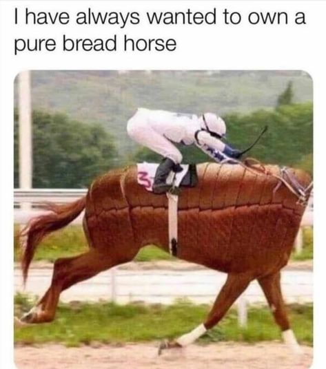 Equestrian Memes, Funny Horse Memes, Horse Meme, Horse Memes, Horse Quotes Funny, Funny Horse Pictures, Horse Jokes, Horse Riding Quotes, Funny Horses