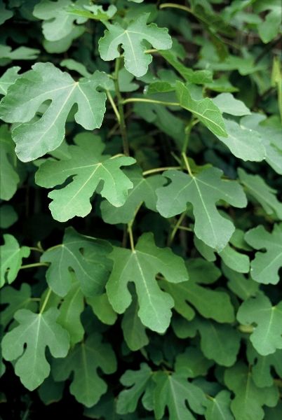 Fig Tree Leaves, Tattoo Planning, Ficus Carica, Hillside Garden, Garden Plan, Illustration Botanique, Fig Leaves, Fig Tree, Tree Leaves