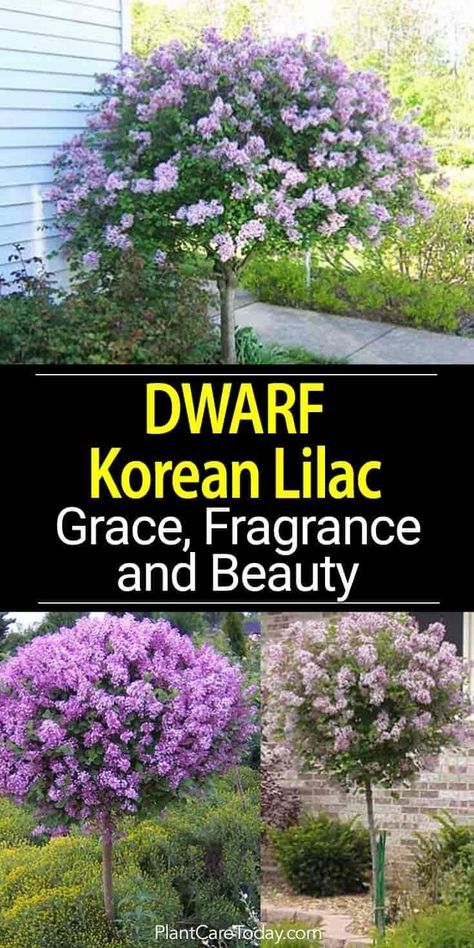 Korean Lilac, Patio Trees, Lilac Bushes, Border Plants, Front Landscaping, Garden Shrubs, Garden Yard Ideas, Front Yard Landscaping Design, Outdoor Landscaping