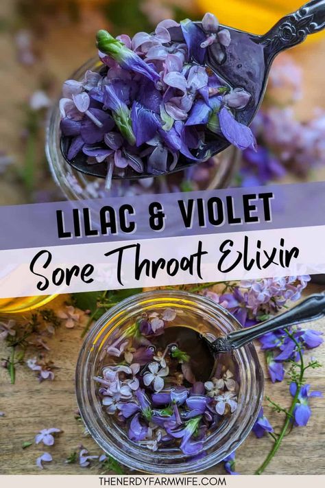 In this recipe, fresh lilac and violet flowers combine with honey and brandy to make a tasty herbal elixir for sore throats and mild coughs. Medicinal Herbs Remedies, Medicine Garden, Herbal Medicine Recipes, Herbal Remedies Recipes, Herbal Elixir, Violet Flowers, Cold Sores Remedies, Herbal Recipes, Herbal Apothecary