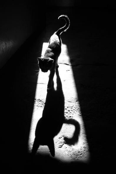 Cat Shadow, Shadow Photography, Cat Silhouette, Appaloosa, Cat Sleeping, Quarter Horse, Chiaroscuro, Black White Photos, Black And White Pictures