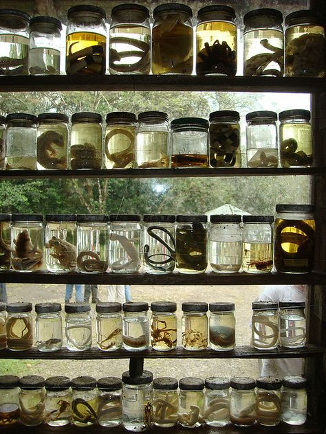 Specimen Jars... Tenorio National Park Paradis Sombre, Specimen Jars, Wet Specimen Taxidermy, Wet Specimen, Taxidermy Art, Vulture Culture, Cabinet Of Curiosities, Mad Scientist, Baker Street