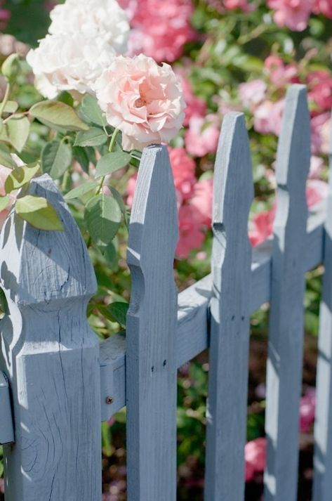 Blue Fence, Pink Cottage, English Country Gardens, White Gardens, Rose Cottage, Picket Fence, Garden Fencing, Country Gardening, Garden Fence