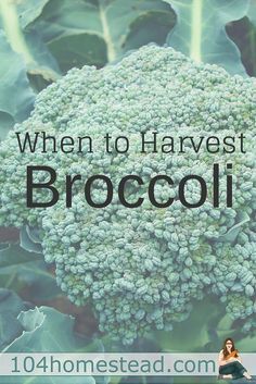 Broccoli is a vegetable that I find incredibly difficult to harvest. It's not actually the harvesting part that is difficult, it's the timing that's hard. Harvesting Broccoli, Growing Cauliflower, Dirt Therapy, Broccoli Plant, Growing Broccoli, Homestead Gardening, Modern Homesteading, Homestead Gardens, Garden Plots