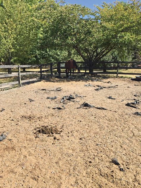 Vet's Top 10 Mud Tips | Horse&Rider Paddock Footing, Mud Control, Mud Management, Horse Paddock, Horse Corral, Paddock Paradise, Horse Arena, Horse Shelter, Run In Shed