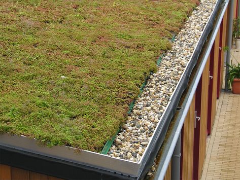 Extensive green roof with a border and closer look at drainage. Green Roof Project, Living Green Roof, Green Roof Design, Extensive Green Roof, Green Roof Garden, Sedum Roof, Green Roof System, Grass Roof, Living Roofs