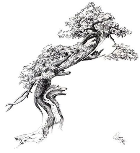 Bonsai Tattoo, Bonsai Tree Tattoos, Japanese Bonsai Tree, Prunus Mume, Tree Sketch, Family Tree Tattoo, Trening Sztuk Walki, Japanese Tree, Bonsai Styles