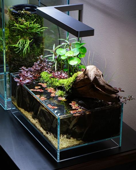 Shallow Aquarium, Shallow Aquascape, Shallow Tank Aquascape, Nano Aquascape, Closed Terrarium Plants, Water Terrarium, Small Water Gardens, Biotope Aquarium, Aquarium Garden