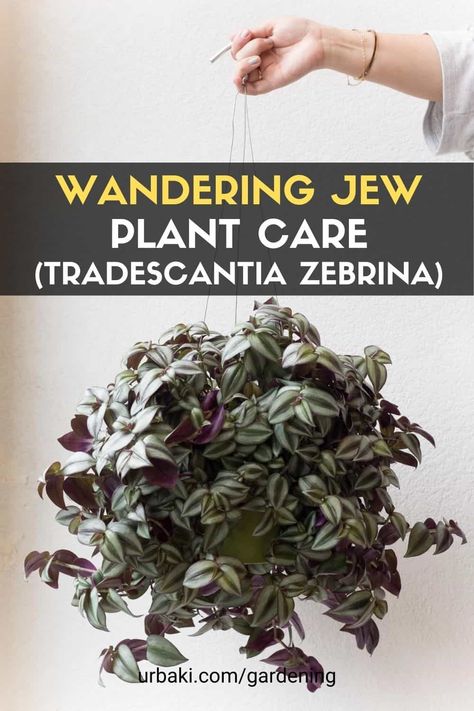 Wandering Dude Plant Care, Zebrina Tradescantia, Wandering Jew Plant Care, Wondering Jew Plant, Wondering Jew, Jew Plant, Tradescantia Zebrina, Wandering Jew Plant, Wandering Jew